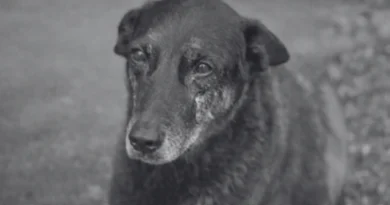cão orelha