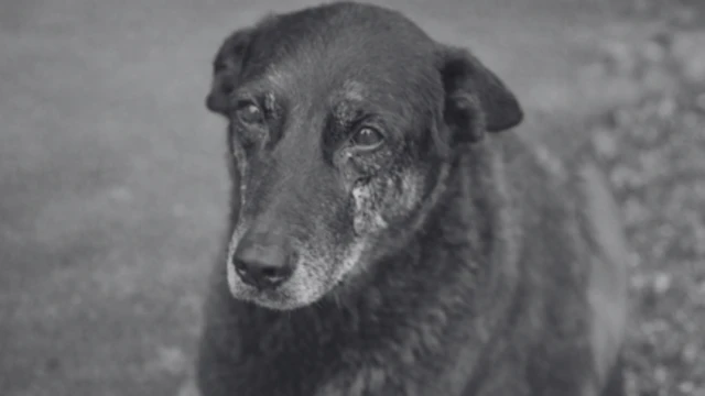 cão orelha