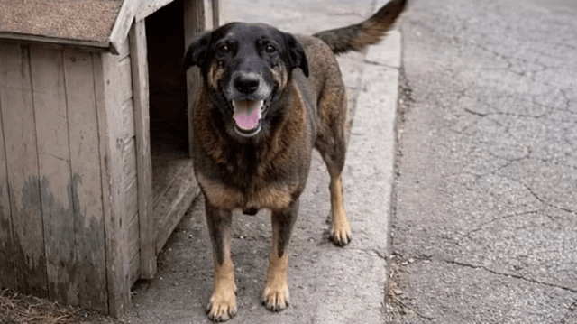 cão orelha